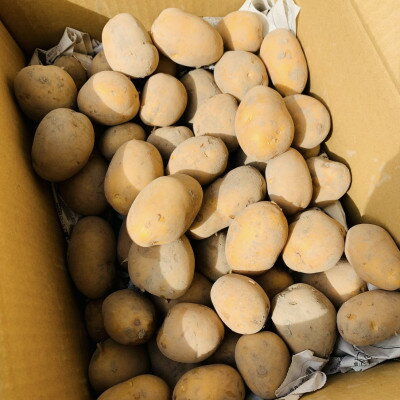 【ふるさと納税】栽培期間中農薬・化学肥料不使用　新じゃがインカのめざめ約8キロ【1701432】