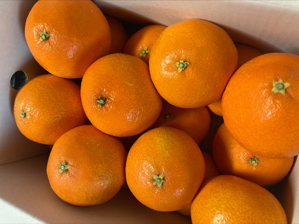 みかん 愛果28号 3kg MLサイズ バラ詰め 紅まどんな同一品種 先行予約 【2026年12月以降順次発送予定】 みきゃん箱 愛媛 数量限定 愛媛県産 人気 柑橘 フルーツ 国産 おすすめ 伊予市