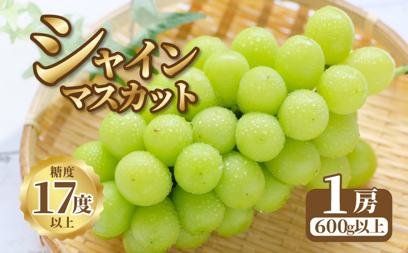 
            M64-0008【先行予約】シャインマスカット1房【600ｇ以上】【糖度17度以上】   果物・野菜 シャインマスカット 葡萄 ぶどう ブドウ
          
