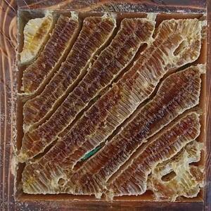 日本蜜蜂のハチミツ100％！はちみつ（逆さ容器300g1本）  高級 自然食品 無添加 ニホンミツバチ