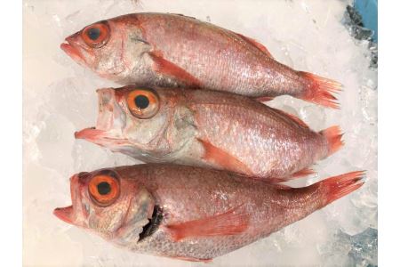 旨脂！のどぐろ（鮮魚）３～4匹（計800g程度） 魚 鮮魚 海鮮 のどぐろ 冷蔵 高級魚 下処理済 煮付け 塩焼き 【006_1523】