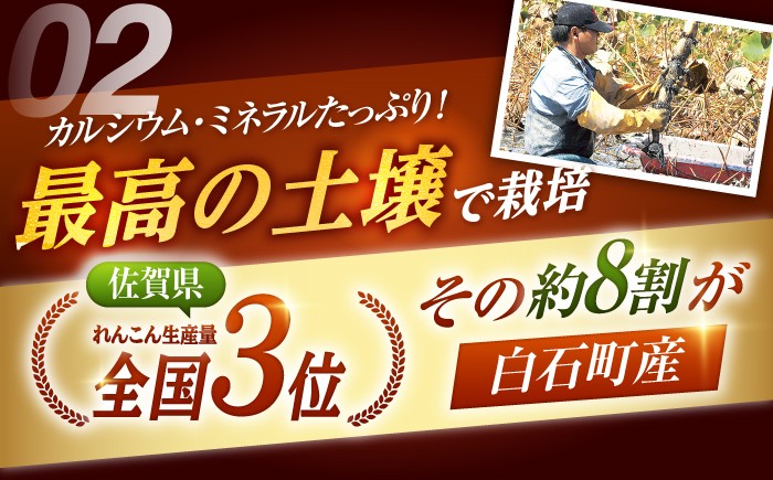 全国屈指の名産地 白石町から高品質れんこんをお届け！