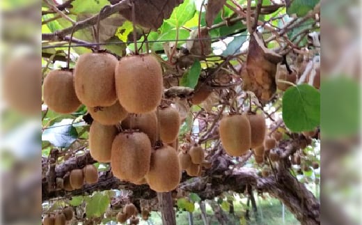 キウイフルーツは追熟済みのものを発送させていただきますので、届いた日からお召し上がりいただけます。