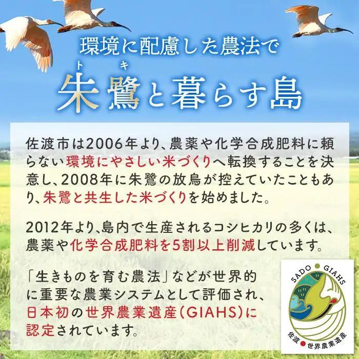 令和7年産 新潟県 佐渡島産 米杜氏コシヒカリ 5kg  受注精米