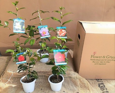 【2026年11月以降お届け】久留米の特産花卉 椿の苗木5種5本セット（椿2年生苗/高さ30cm前後）_苗木 椿 5種 セット 久留米の特産花卉 最小白花 太郎冠者 正義 紅侘助 赤春の台 秋～春 開