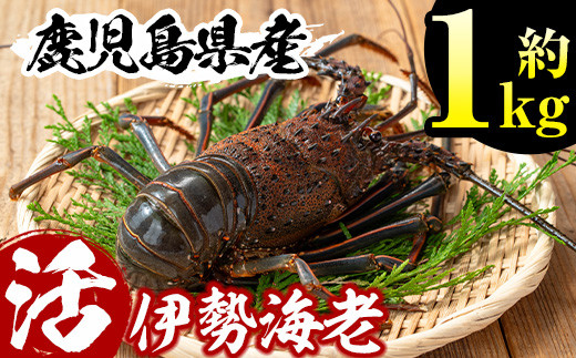 No.209 鹿児島県産の天然活伊勢海老(約1kg) 国産 九州産 鹿児島県産 エビ えび 海老 伊勢えび 伊勢エビ 天然 おかず おつまみ みそ汁 味噌汁 刺身 旬 数量限定【家むら】【301】