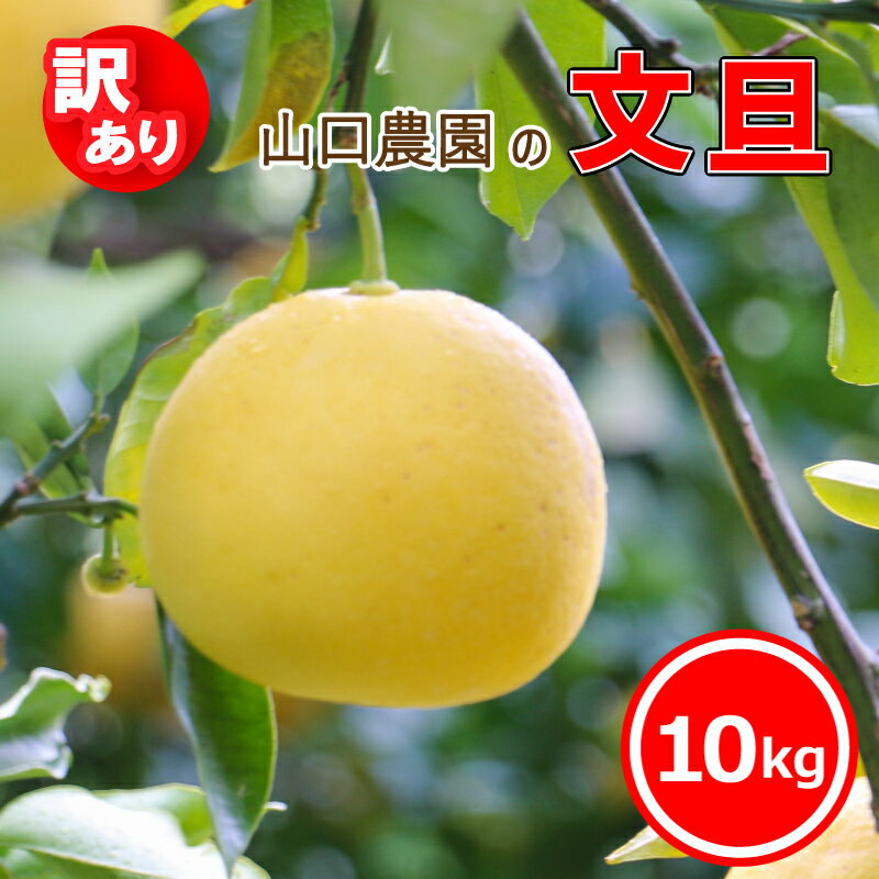 【ふるさと納税】 訳あり 文旦 10kg ぶんたん みかん 蜜柑 果物 柑橘 フルーツ ミカン 産地直送 国産 農家直送 期間限定 数量限定 特産品 傷 シミ サイズミックス ジュース ゼリー ビタミン 美容 健康 愛媛県 愛南町 山口農園 送料無料
