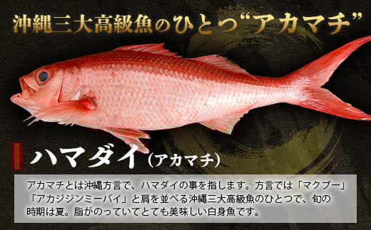 【予約受付】高級ブランド魚 尖閣赤マチ 2～3尾 合計約5kg 下処理済 【沖縄三大高級魚】尖閣諸島 刺身 焼魚 煮物 鮮魚 冷凍 ムニエル 天然 洋食 和食 白身魚 高級魚 GK-1