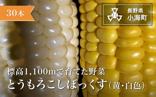 
            あとくら農園 トウモロコシぼっくす（白色黄色）30本セット| 野菜 新鮮 旬 トウモロコシ 【 2026年発送 先行予約 】
          