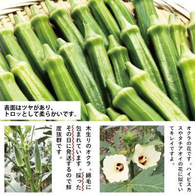 ふるさと納税 大館市 トロッとおいしいオクラ＜80本、約1000g＞ |  | 01