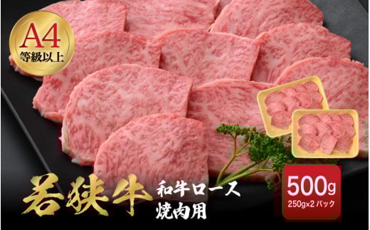 《2026年発送　先行予約》若狭牛 和牛ロース焼肉用 計500g（250g × 2パック）福井県産 ロースA4等級 以上を厳選！【牛肉 黒毛和牛 黒毛 和牛 冷凍 小分け バーべキュー グルメ】 [e02-c011]