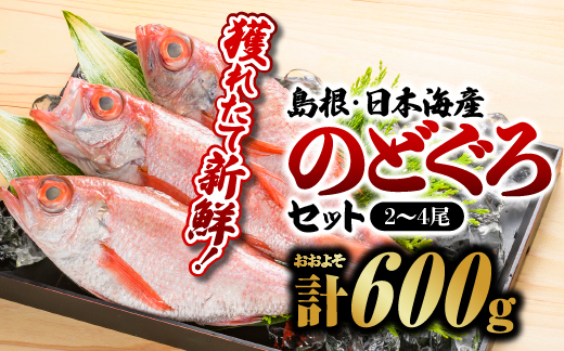 9月以降発送 鮮魚セットD のどぐろ2〜4尾 計約600g 島根 山陰 日本海産