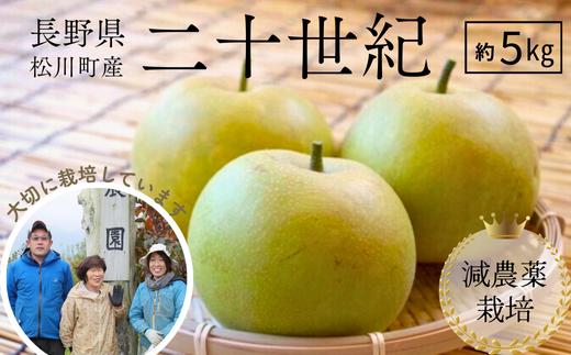 YN08 梨 二十世紀 約5kg 減農薬栽培 秀品／2026年9月上旬頃から配送予定 // 梨 ナシ なし 二十世紀 二十世紀梨 減農薬栽培 農家直送 農家支援 長野県 松川町産