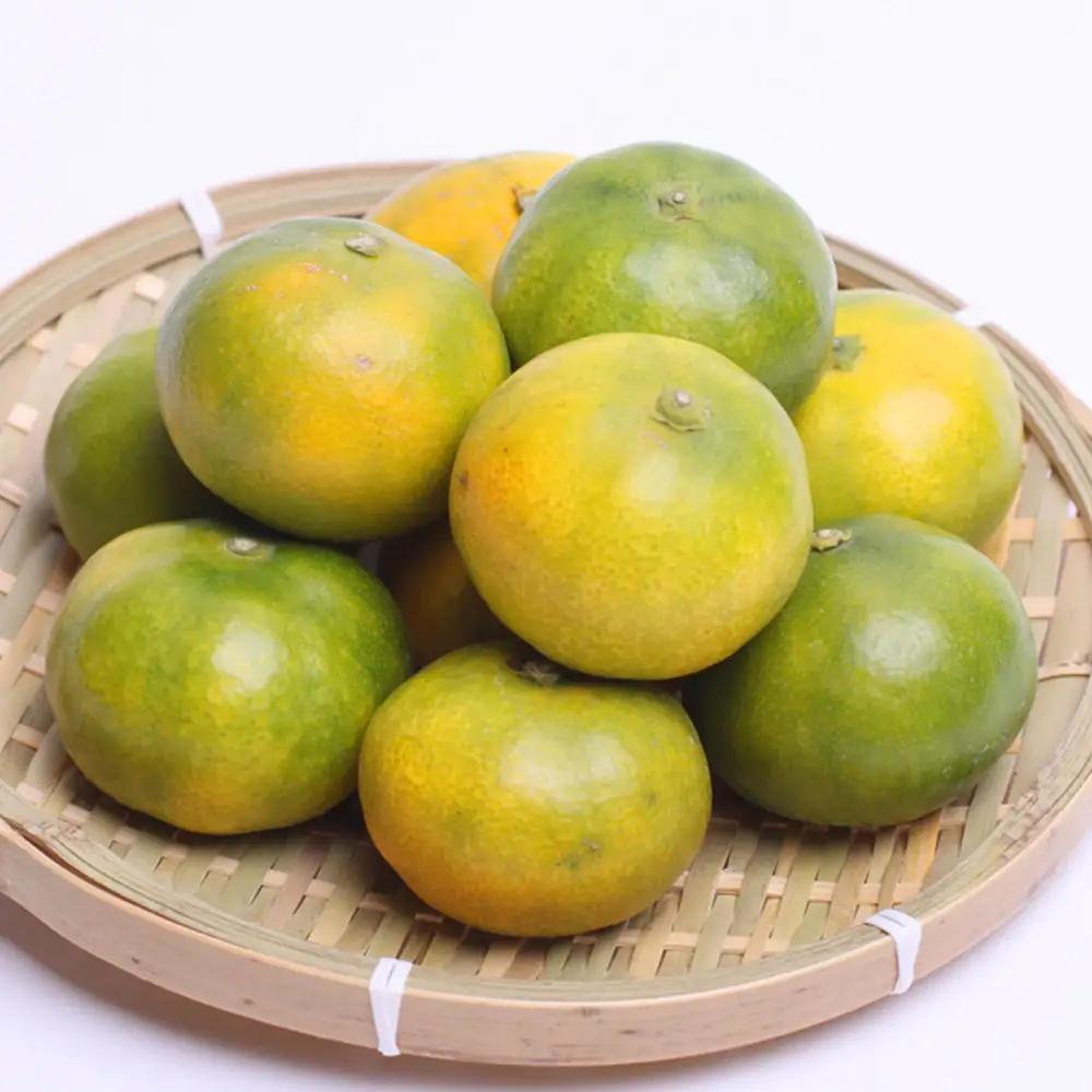 【先行予約】プレミアム 有田みかん（ゆら早生）5kg+250g（傷み補償分）※北海道・沖縄・離島への配送不可 / みかん 果物 柑橘 フルーツ ミカン 有田みかん【ikd016C】