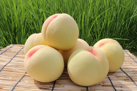 【ご家庭用】おかやまの桃 約1.3kg（5～6玉）【26年7月上旬以降に順次発送】