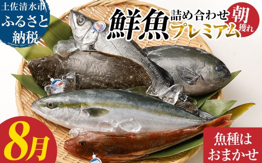 旬の朝獲れ鮮魚詰め合わせ（プレミアム）【2026年8月配送※着日指定不可】 鮮魚 ボックス 詰め合わせ【以布利定置網　漁師直送】朝獲れ 旬 魚介 海鮮 魚 さかな せんぎょ 鮮魚セット おまかせ お任せ【S00819-8】