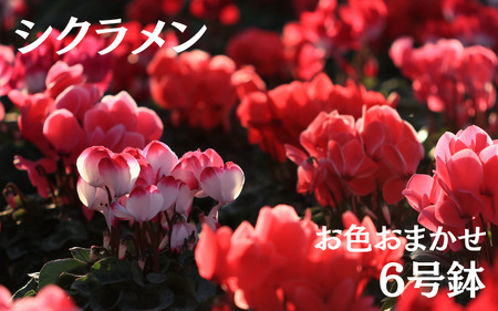 シクラメン (お色おまかせ)  6号鉢　※11月下旬～12月上旬頃発送 【wakuyaengei002】