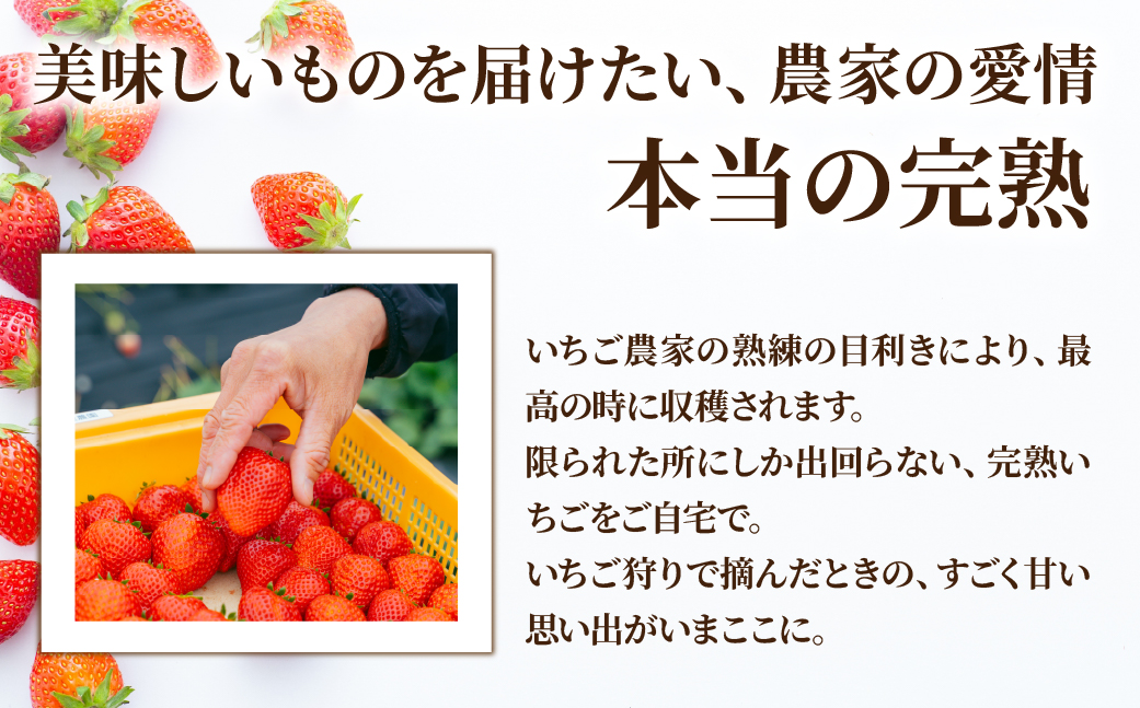 【先行受付：1月中旬以降発送】＜3カ月定期便＞いちご「茂木完熟いちご」師匠が育てた朝採れとちあいか 大粒  約270g × 4パック 合計約1080g | いちご イチゴ 苺 とちあいか 完熟 果物 