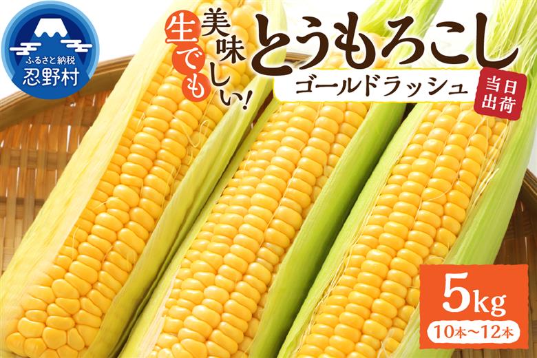 【2026年先行予約】富士北麓忍野村の気候、水、自然で作られた朝採りトウモロコシ（ゴールドラッシュ）約5kg