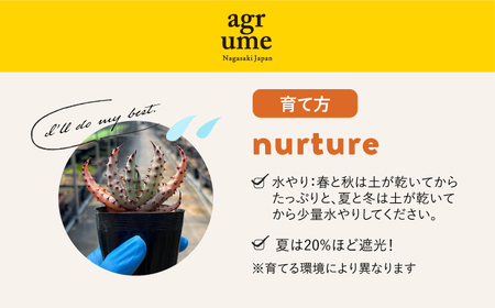 実生アロエ Aloe marlothii 3株 長与町/アグリューム [EAI087]  観葉植物 アガベ 多肉植物 苗 植物 あがべ