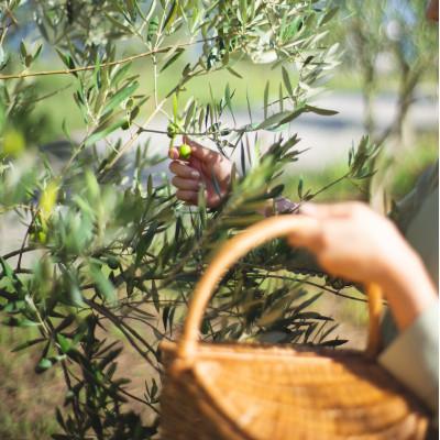 ふるさと納税 三豊市 【栽培期間中農薬不使用】プレミアムエキストラバージンオリーブオイル137g2本セット |  | 01