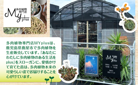 おまかせ 多肉植物 アソート 【 3種 】 KN169-002-01 植物