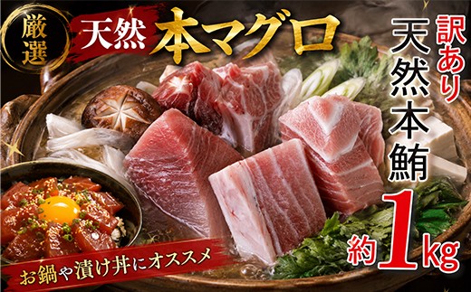
                  訳あり 厳選天然本マグロ 約1kg 筋有り 規格外 わけあり まぐろ 鮪 本鮪 冷凍 鍋 漬け丼 加熱調理におすすめ 限定 父の日 高知県 室戸 
                
