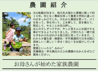 【新品種登場！】＜産地直送＞【数量限定】みかん「愛果48号」　サイズ不揃い3キロ　家庭用 2025年3月中旬頃～順次発送【訳あり ふぞろい 甘い みかん 愛媛】
