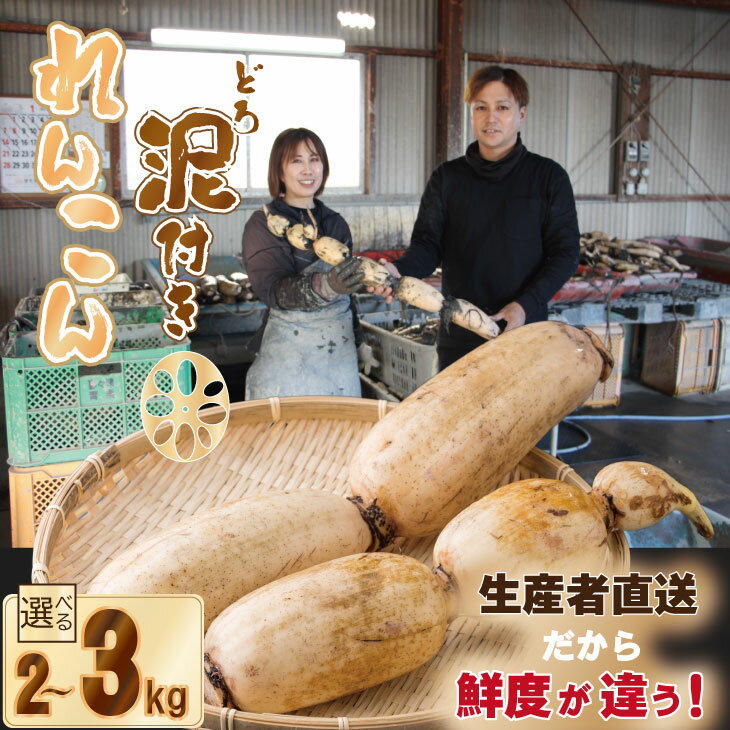【ふるさと納税】【先行予約】（2kg・3kg）選べる 大人気！ 佐賀県産 泥付き れんこん もりながファーム 送料無料 農家直送 九州 佐賀 続々高評価 蓮根 野菜 根菜 サラダ マリネ 【A070-023】
