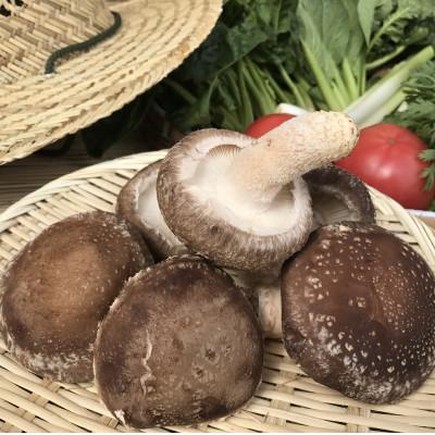 ふるさと納税 潮来市 【ハーフサイズ】『身体が喜ぶ野菜』詰め合わせ(おまかせ)潮来はぐくみのもり |  | 03