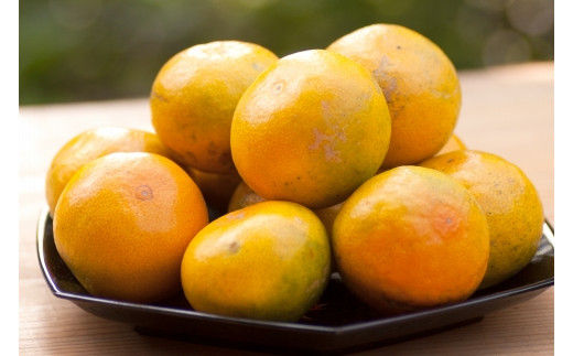 ゆら早生みかん又はYN26【小粒のゆら早生みかん】小粒サイズ３kg（S・SSサイズ）鈴木みかん農園より農園直送※北海道・沖縄・離島への配送不可 ゆら ゆら早生 ゆらわせ　ゆらわせみかん 由良早生 由良早生みかん ミカン 蜜柑 mikan 温州みかん 温州ミカン 下津みかん 早生みかん 極早生みかん