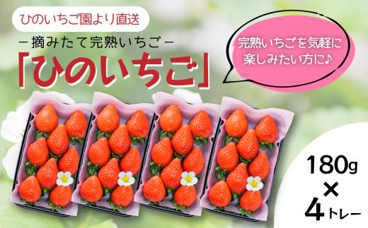 【先行予約】 摘みたて 完熟いちご 「ひのいちご」（約180ｇ×4トレー）　2024年11月より順次発送