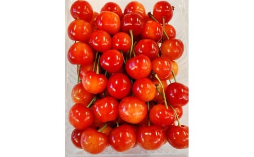 さくらんぼ（佐藤錦）５００ｇ　化粧箱入　0030-2606