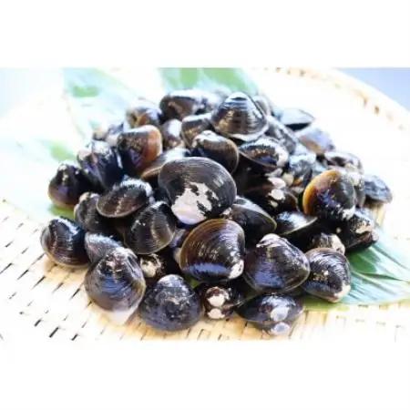 【北海道小清水町】トウフツ湖　大粒しじみ貝400g(砂出し済)【配送不可地域：離島】【1739469】