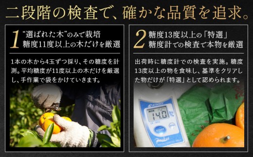 【糖度13度以上！】袋掛けみかん 夢味 ときめき 贈答用 熊本県産 約3kg (大or中) 柑橘《2027年1月中旬-2月中旬頃出荷》 みかん 特選 ミカン フルーツ 果物 3kg 苓北町産 熊本県 