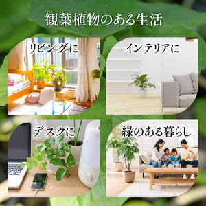【観葉植物】フィロデンドロン・ホープ 60cm～80cm Green Farm M IB075-026 観葉植物 ※北海道・沖縄・離島配送不可