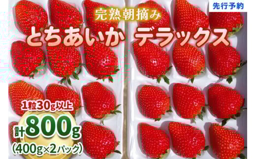 【先行予約】完熟朝摘みとちあいか デラックス 800g 《1月中旬より順次出荷》 澳原いちご農園 | いちご 苺 フルーツ 果物 産地直送