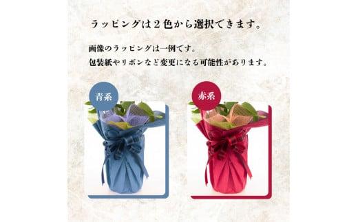 鉢植え オンシジューム ( アロハ イワナガ ) １鉢 ラッピング 有り お花 花 はな フラワー インテリア 鑑賞 洋ラン 鉢 栽培 園芸 ガーデニング 初心者向け 贈答用 プレゼント KN005