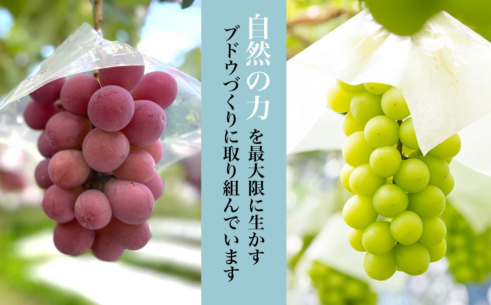 自然の力に恵まれた土地で除草剤・化学肥料を一切使わず自然草生栽培、有機・低農薬農法で土作りにこだわって育てています。