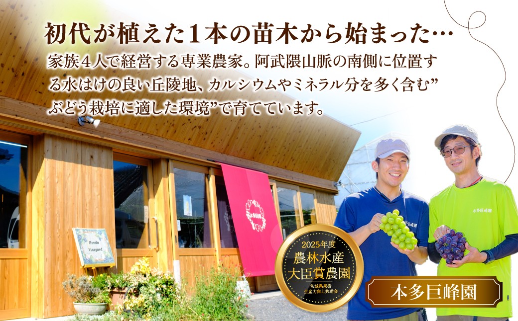 ぶどう 巨峰 葡萄 グレープ 果物 フルーツ 甘い おいしい 旬