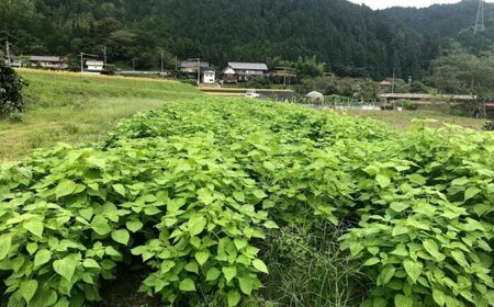 石川農園・毎日摂ろっか！えごまセット / えごま油 エゴマ油 えごまの実 えごま エゴマ 国産 / 恵那市／クリエイティブファーマーズ[AUAH008]