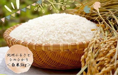 令和6年産 新米 ふるさと紀州産ひのひかり 白米5kg