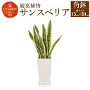 【ふるさと納税】サンスベリア 観葉植物 角鉢 横約15cm×高さ約30cm 植物 観葉植物 インテリア 九州産 国産 送料無料