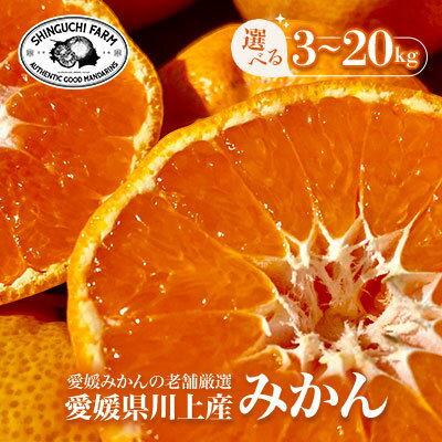 【ふるさと納税】愛媛みかんの老舗厳選【愛媛県川上産 みかん】3kg/5kg/6kg/10kg/20kg 新口農園_ みかん ミカン 蜜柑 愛媛みかん 愛媛 えひめ 果物 くだもの フルーツ デザート おいしい 甘い かんきつ 柑橘 柑橘類 国産 愛媛県 八幡浜市 家庭用 産直 【G1440738】