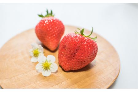 特選　日野苺「雅（みやび）」（約450g）