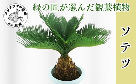 
            緑の匠が選んだ観葉植物 素敵な空間づくりに ソテツ( ソテツ 観葉植物 インテリア 植物 新築祝い 贈り物 開店祝い 引っ越し祝い 送料無料 )【C4-024】
          