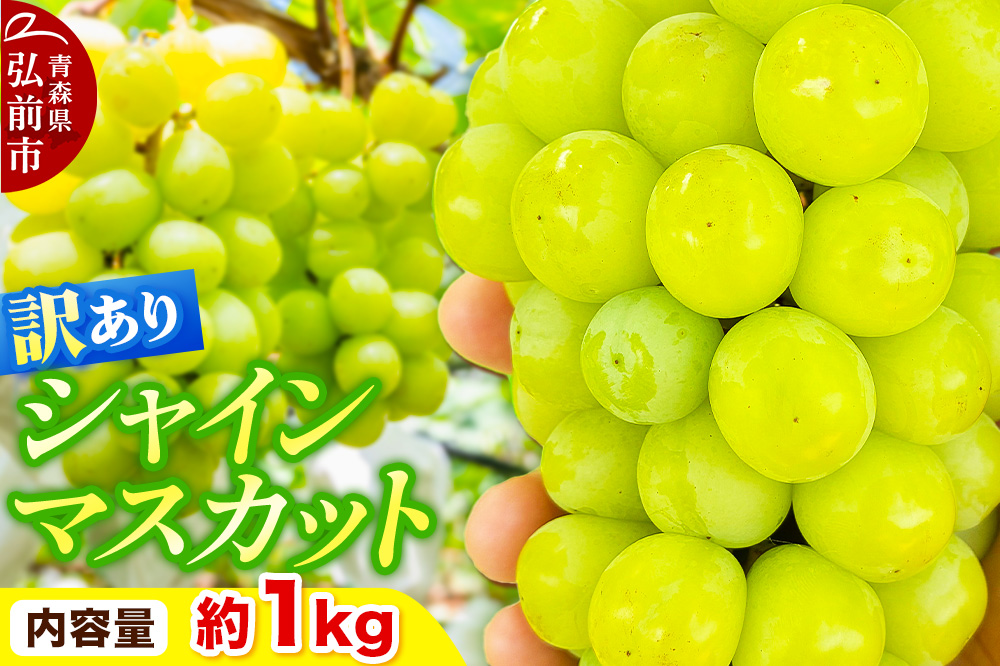 【26年10月〜クール便発送】【先行受付】ぶどう【訳あり】シャインマスカット 約1kg 青森県弘前市 [ぶとう ブドウ 葡萄 シャインマスカット 寒暖差 糖度 訳あり 1kg 甘い 青森県 弘前市 いのけんファーム]
