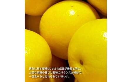 先行予約 土佐の柑橘 土佐文旦 5kg 詰め合わせ ちょっと訳あり 文旦 5キロ ぶんたん ブンタン 柑橘 高知県 高知 返礼品 故郷納税 9000円 果物 くだもの フルーツ お取り寄せ 美味しい 