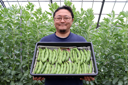 そら豆２kg（さや付き）【3月下旬～4月中旬頃に発送】　本田農園