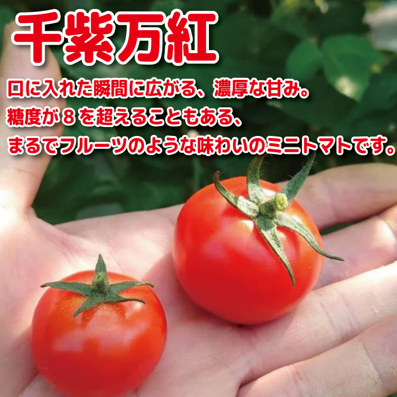 【2026年4月発送】 ミニトマト 2kg 千紫万紅 先行予約 水耕栽培 爽やか 甘い 野菜 やさい 国産 産地直送 数量限定 旬 フレッシュトマト 生野菜 新鮮 ソース 調味料 ケチャップ サラダ 